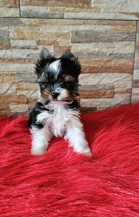 Wyjątkowej urody piesek Biewer Yorkshire Terrier śliczny york