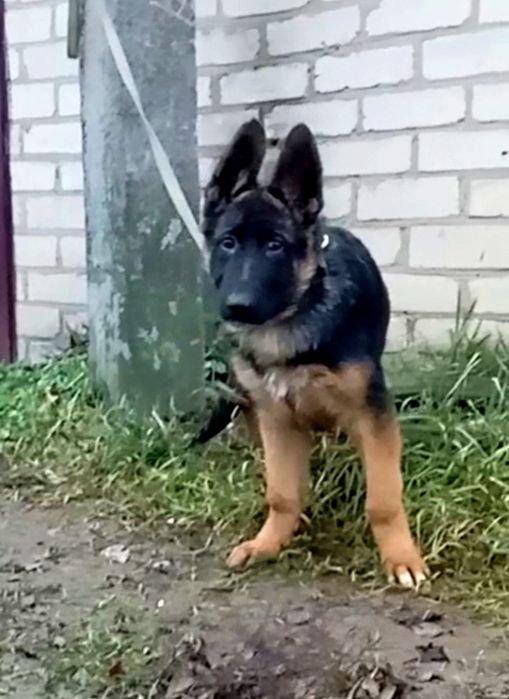 Яркая сука три месяца из питомника.