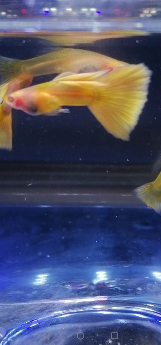 Gupiki Albino Yellow Taxi Glass Belly