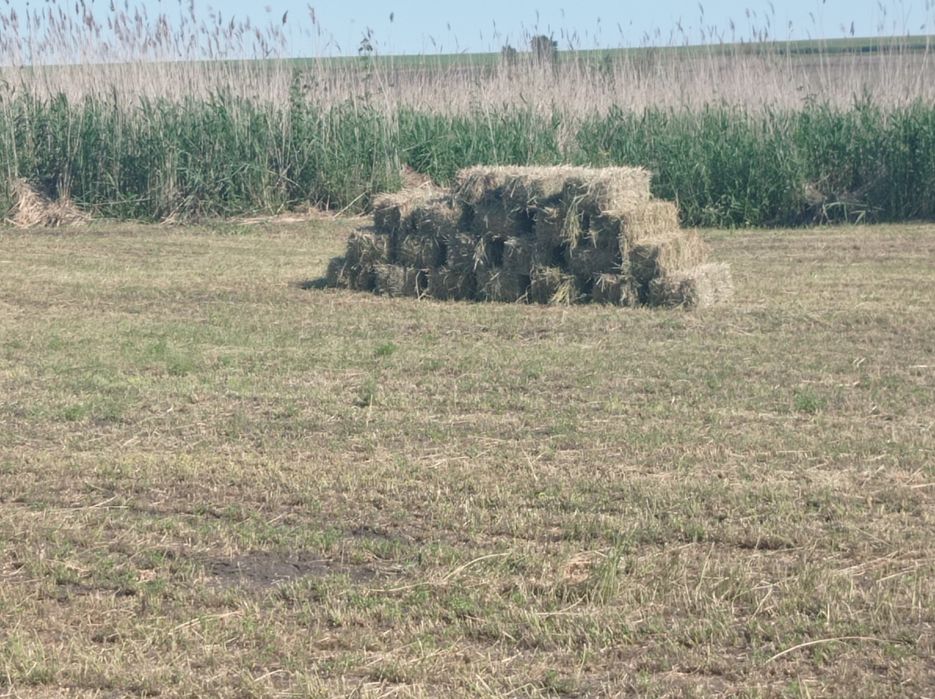 Продам тюкованое сено