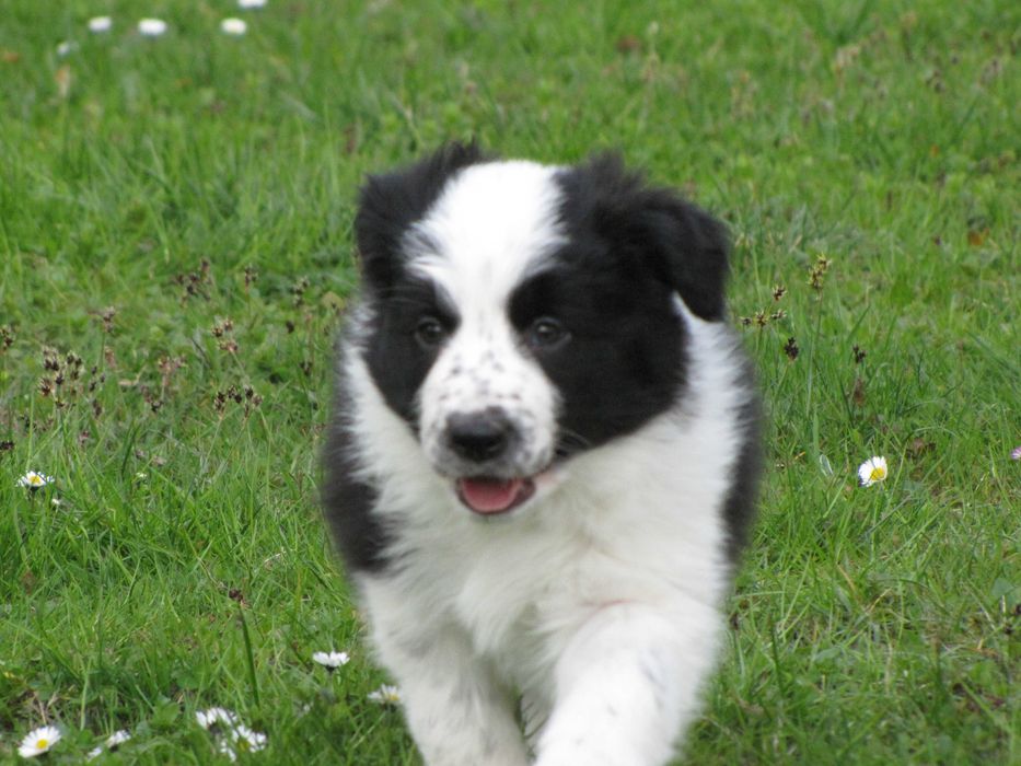 Szczeniak Border Collie