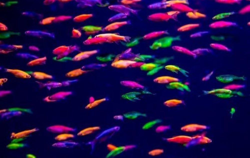 Продам аквариумных рыбок