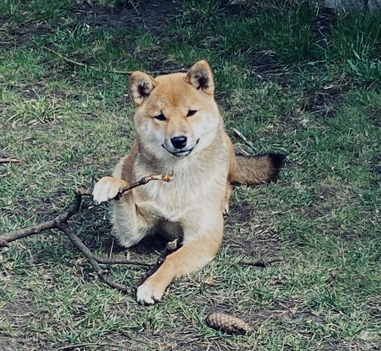 Ищу кобеля породы Shiba Iny для вязки.