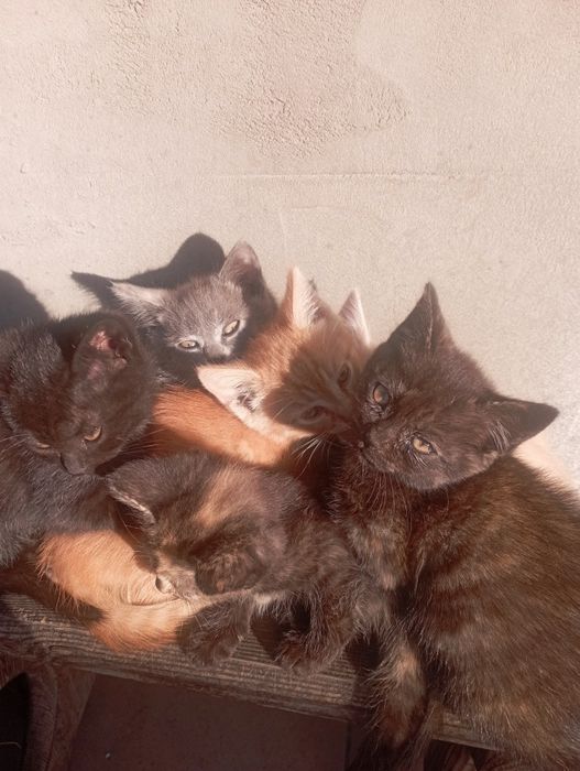 Котята в добрі руки