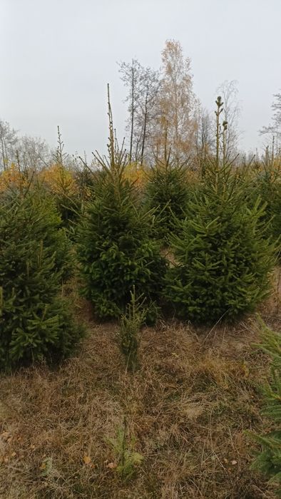Choinki choinka świerk srebrny kłujący pospolity