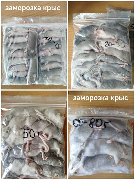 Кормовые мыши. Мыши на корм. Заморозка. Крысы