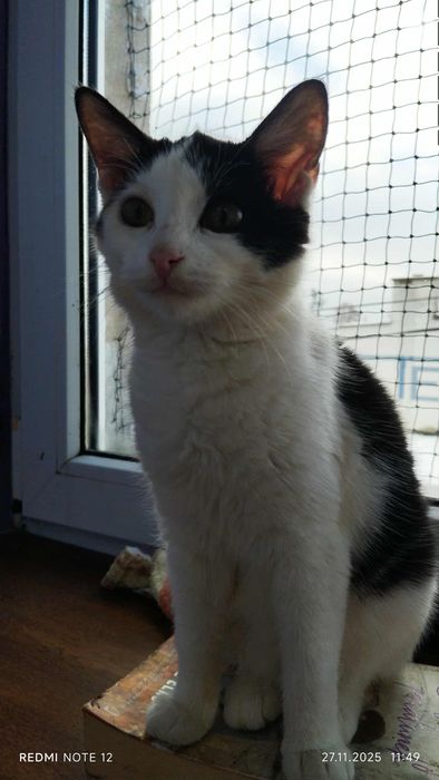 Cudna koteczka - oddam w dobre ręce