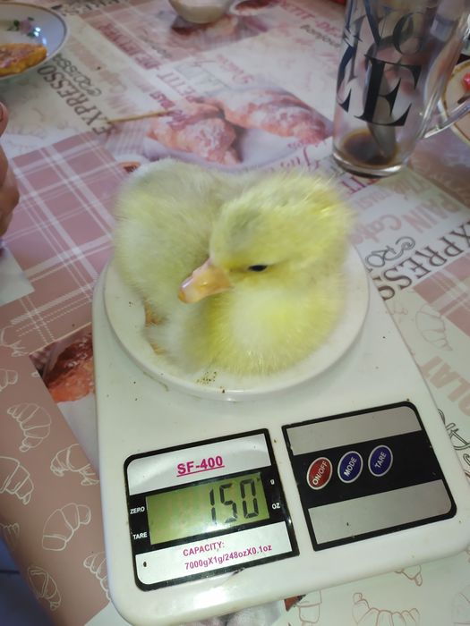 Мамути гуси.Яйце інкубаційне.