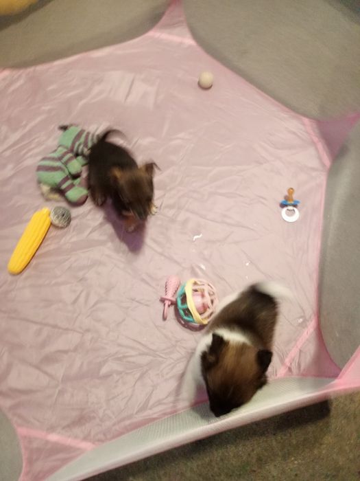 Міні дітки чихуахуа