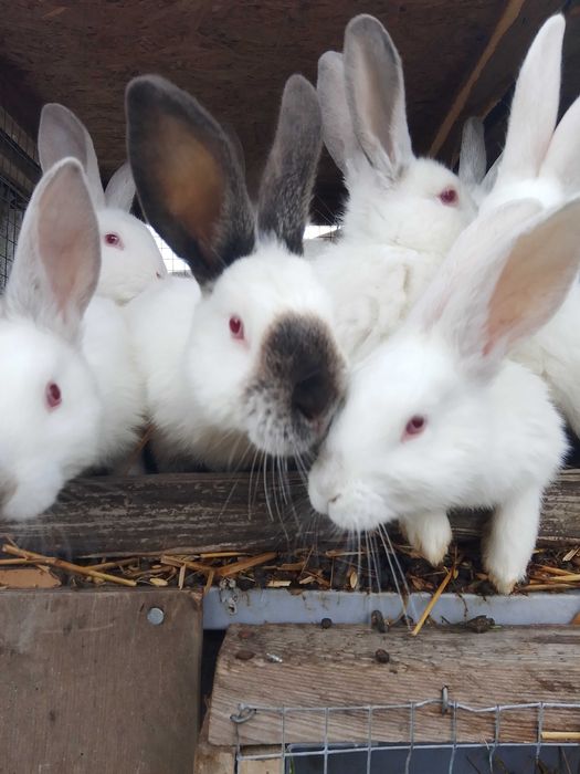 Sprzedam króliki