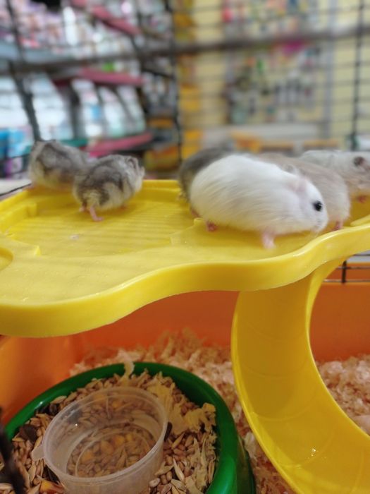 Джунгарики хом'яки