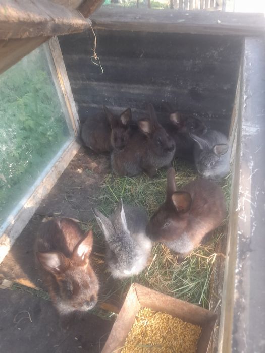 Молодняк срібло.