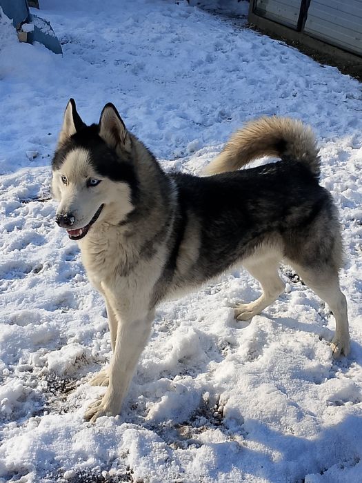 Sunia  Syberian Husky