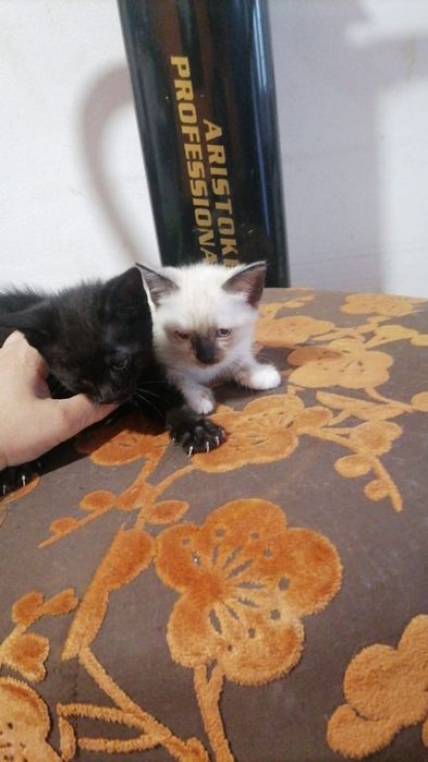 Gatinhos para adoção