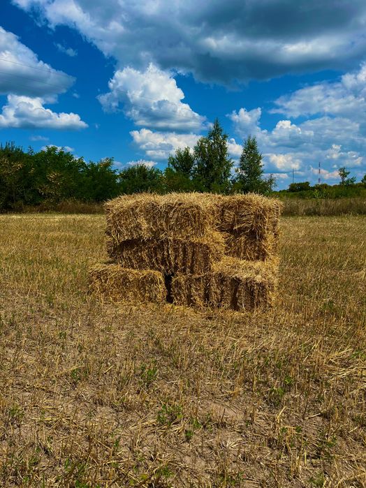 Ячна солома 2025 року