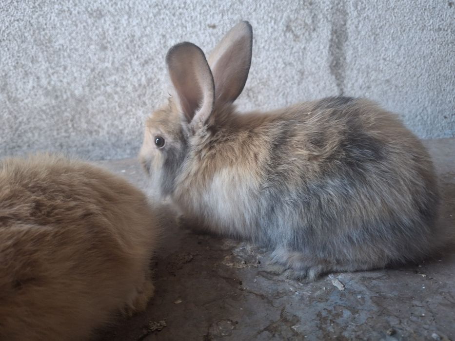 Coelhos muito bonito com o pêlo comprido