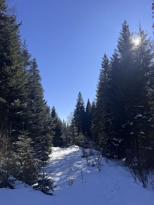 Ділянка в Карпатах біля річки ( Кривопільський перевал )