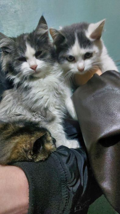 кошенята шукають дім