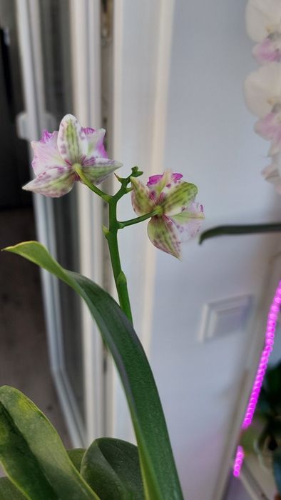 Орхідея орхидея метелик Leanher Happy Pearl з бутонами