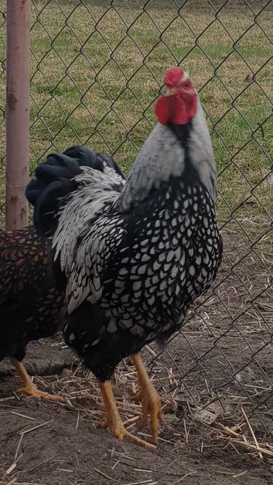 Kogut, koguty  leghorn włoszka wyayendotta brahma