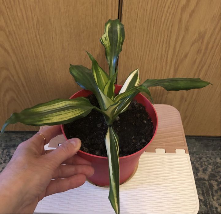 Dracena fragrance. Dracena obrzeżona