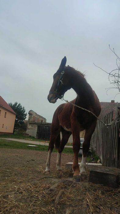 Wałach śląski roczny