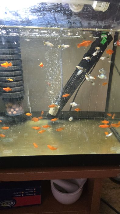 Młode akary Blue Electric od 2-3cm