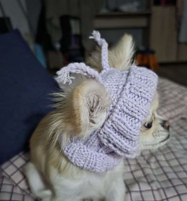 Шапка для маленьких собак