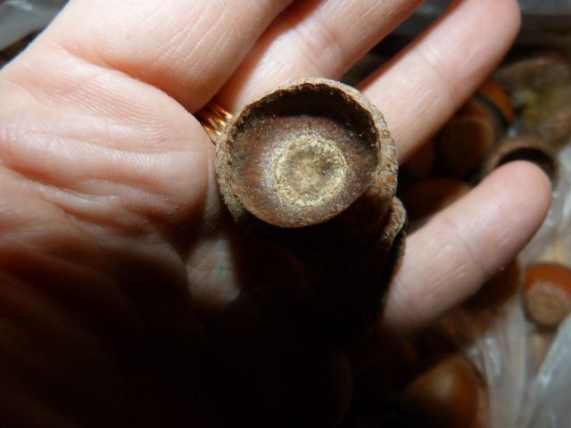 Желуди, плоды, осень 2020