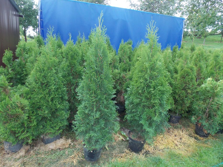 Tuja szmaragd doniczka 5 litrów wysokość tui 130-160 cm