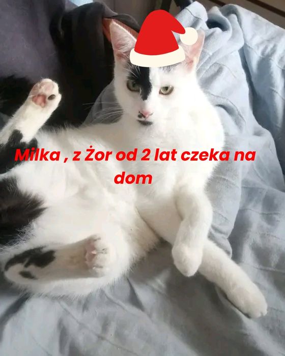 Milka , z Żor dwa lata bezdomna