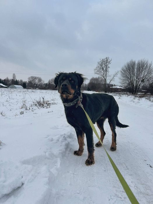 Rottweiler do adopcji, suka Bronka