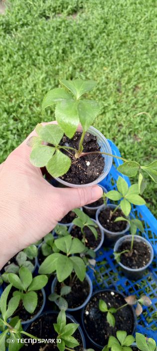 Морозник продам молоденькие кустикт