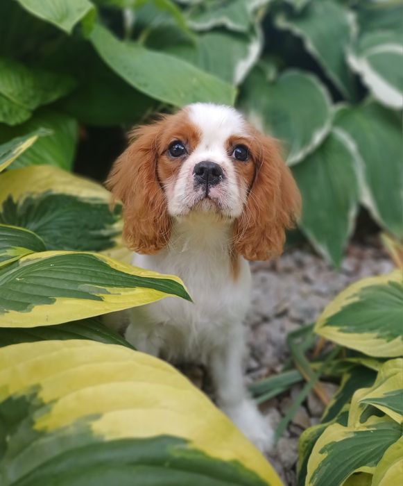 Cavalier King Charles Spaniel-Sunia