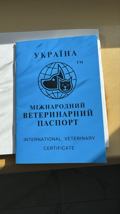 Ищем котика АББИСИНА для ВЯЗКИ заплатим 1000 гривен