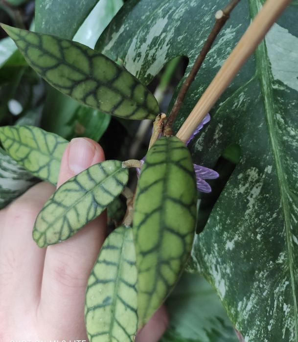 Hoya hoja calistophylla mini rarytas