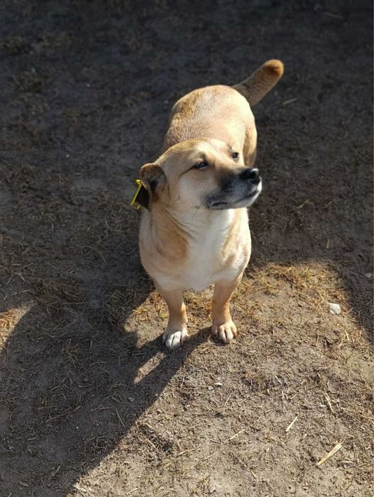 Собачка невеличкого розміру