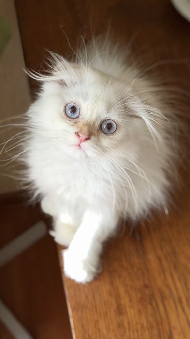 Кошенята  шиншилла поінт