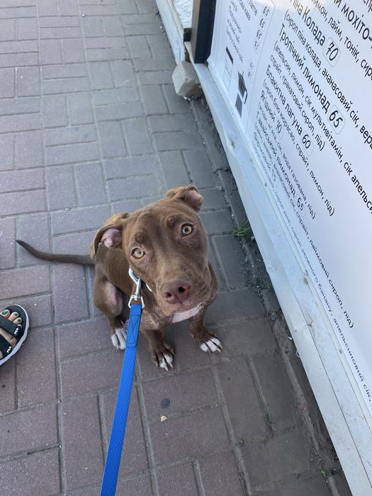 Молодая девочка питбуль ищет дом