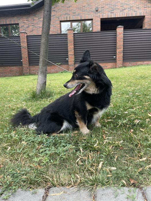 Пес, метис коргі в хороші руки