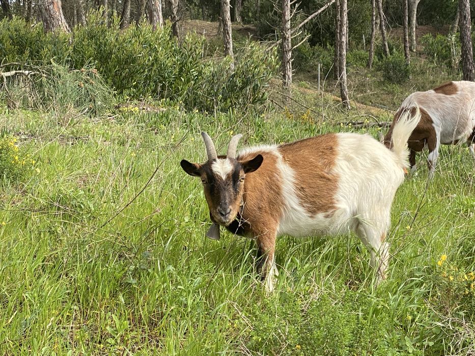 Cabra anã para venda