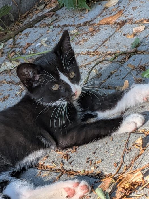 Kocurek do adopcji (telegram)