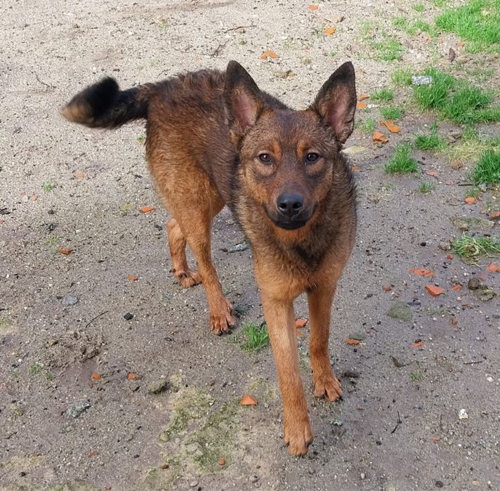 Nina, cadelinha com 8 meses para adoção responsável