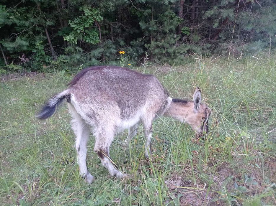 Продається коза та козеня