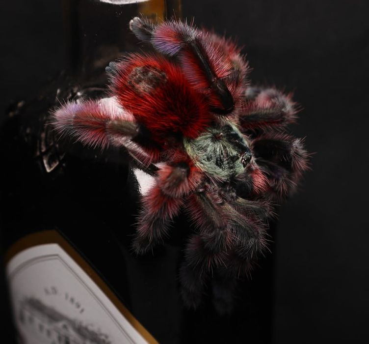 Caribena Versicolor L1/2 (karaibka wielobarwna)