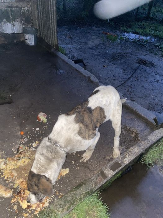 Cao muito meigo doar