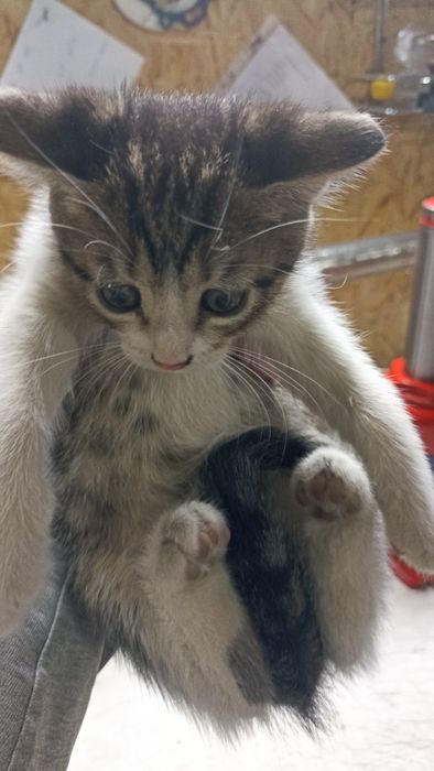Грайливі кошенята