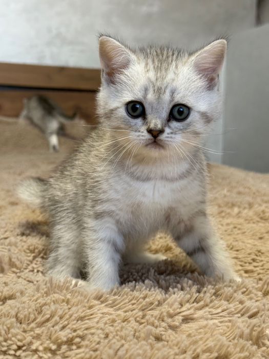 Шотландські коти