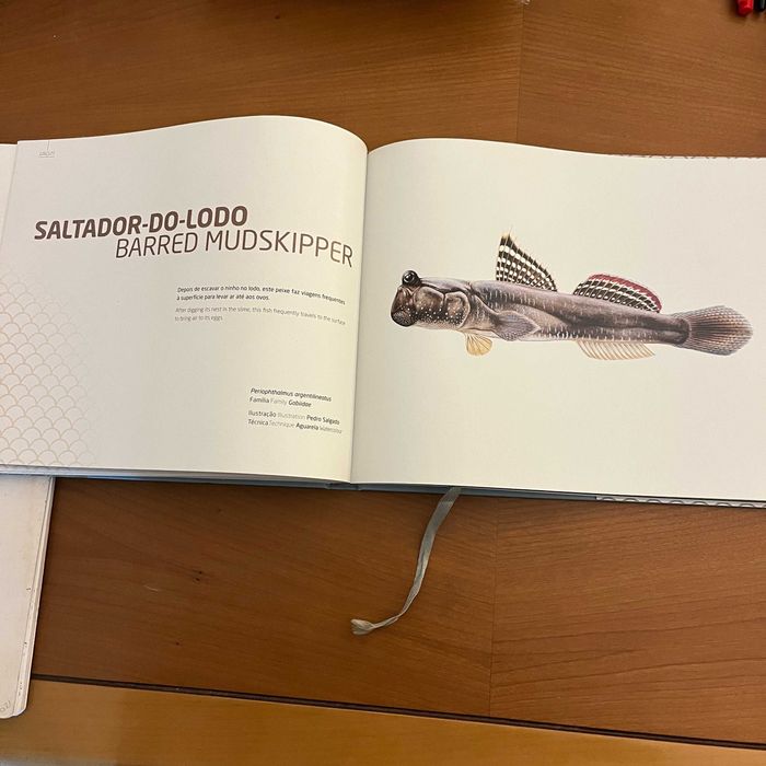 Oceanário de Lisboa - Ilustração dos Oceanos