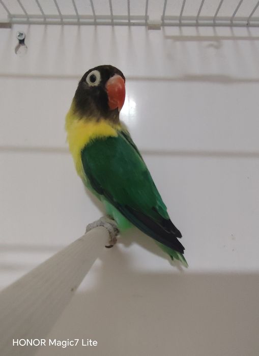 Agapórnis personatus